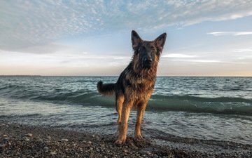 озеро, море, пляж, взгляд, собака, немецкая овчарка, cобака, хайди, evidence