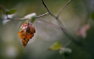 природа, осень, лист