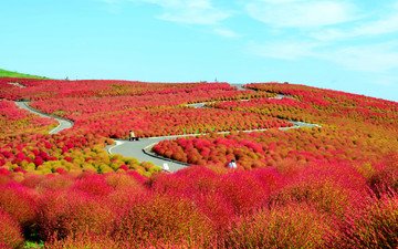 цветы, холмы, поле, кусты, япония, национальный приморский парк хитачи, хитатинака, префектура ибараки
