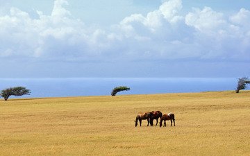 облака, деревья, море, поле, лошади