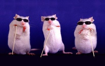 животные, фиолетовый, белые, три, трость, трое, забавно, трио, грызуны, крысы, слепые, темные очки