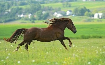 лошадь, зелень, поле, лето, конь, скачет, коричневый