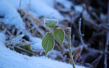 снег, природа, зима, листочки, веточки