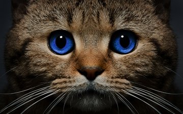 морда, кот, усы, кошка, взгляд, голубые глаза