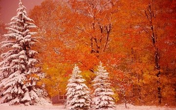 деревья, снег, осень, ели, мичиган, мунизинг