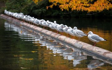 река, осень, птицы, чайки