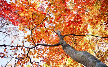 дерево, листья, осень, ствол