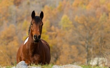 лошадь, природа, осень, конь