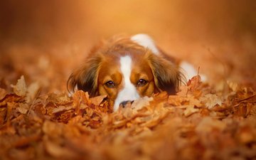 морда, природа, листья, взгляд, осень, собака, коикерхондье