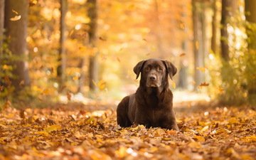 взгляд, осень, собака, друг, листопад, лабрадор ретривер