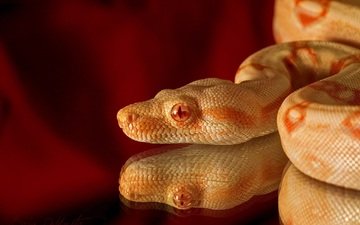 отражение, змея, чешуя, голова, рептилия, альбинос