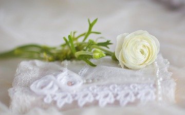 цветы, розы, свадьба