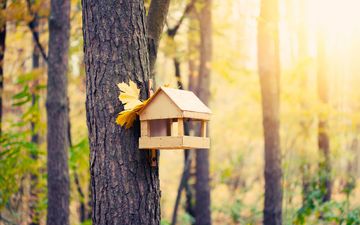 лес, осень, домик для птиц