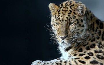 портрет, леопард, хищник, большая кошка, красавец