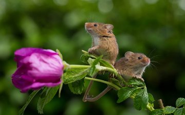 цветок, роза, парочка, пара, мыши, полевка, мышки, harvest mouse, мышь-малютка, полевая мышь