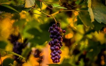 природа, листья, виноград, виноградная лоза