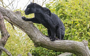 дерево, кошка, черный, ягуар, пантера, ©tambako the jaguar