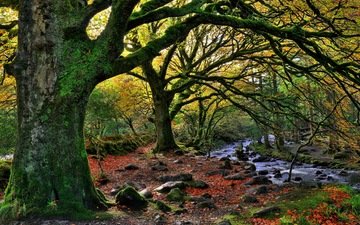 деревья, лес, пейзаж, осень, речка, killarney national park