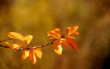ветка, листья, макро, осень, боке