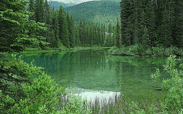 озеро, горы, лес, канада, скалистые горы, изумрудное озеро