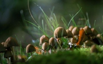 трава, природа, осень, грибы
