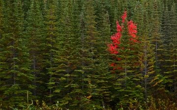 деревья, лес, осень, канада, ньюфаундленд