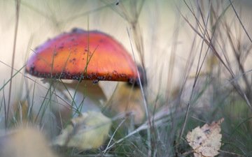 природа, осень, гриб