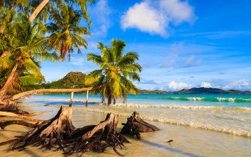 берег, пейзаж, море, пальмы, сейшелы, сейшельские острова