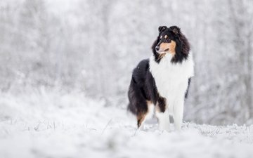 снег, зима, собака, колли, шотландская овчарка