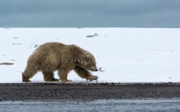 природа, фон, полярный медведь, медведь, белый медведь