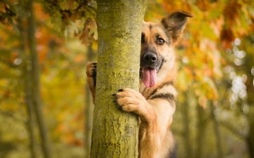 морда, дерево, взгляд, осень, собака, друг, уши, язык, немецкая овчарка, овчарка