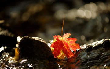 вода, природа, осень, лист, камень, клен, кленовый лист