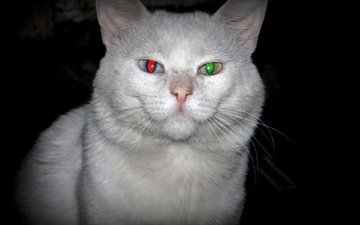 зелёный, кот, красный, белый, глаз