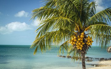 пейзаж, море, пальма, лонг-айленд, багамские острова