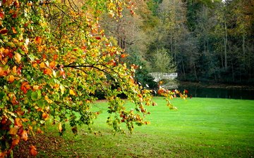 деревья, пейзаж, поле, мост, лондон, осень, hampstead heath