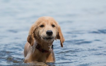 вода, взгляд, собака, щенок, друг