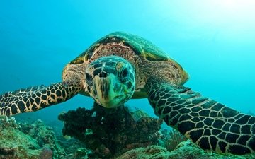 вода, черепаха, плавание, подводный мир