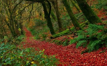 деревья, лес, листья, осень, англия, buckethole woods, национальный парк эксмур