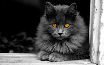 кот, кошка, пушистый, серый, окно, желтые глаза