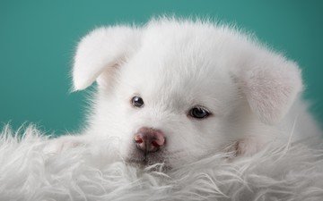 портрет, мордочка, шерсть, взгляд, белый, собака, щенок, японская, акита, ворс