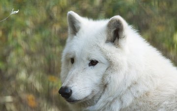 морда, портрет, волк, белый волк