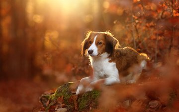 листья, осень, собака, коикерхондье, койкерхондье