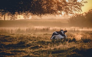 природа, утро, животное, корова