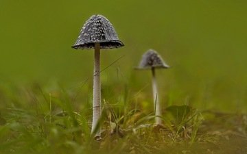 природа, фон, грибы