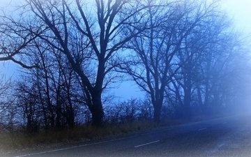 дорога, деревья, пейзаж, туман, рассвет
