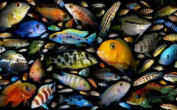 рыбки, рыбы, постер, аквариумные рыбки, семейство цихлидовых