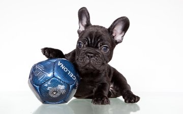мордочка, черный, собака, щенок, мяч, лапки, французский бульдог