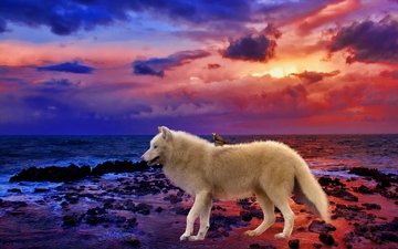 природа, закат, море, волк