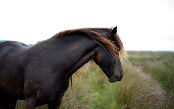природа, лето, конь