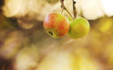 природа, яблоки, осень